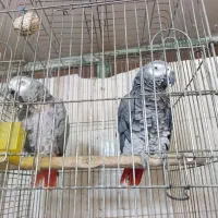 جفت کاسکو نر قول دستی کلام بالا
