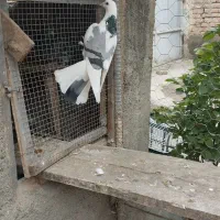 فروش 2عدد ماده