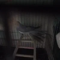 عروس هلندی نر