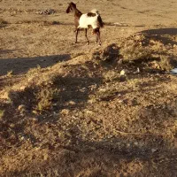 بز افغانی|حیوانات مزرعه|آران و بیدگل, |دیوار