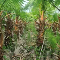 فروشی زمینی پالم واشنگتن و فونکس