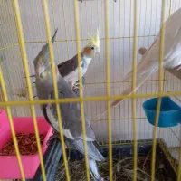 عروس هلندی و کبوتر