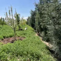 باغچه-اب-برق-دار735متر-روستا-دنگیزک-متری4