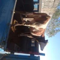 گاو سیمنتال|حیوانات مزرعه|مهربان, |دیوار