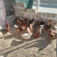 تخم  نطفه دار گلین، لوهمن، سلطان بلک متلد|حیوانات مزرعه|کاشان, نوش آباد|دیوار