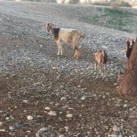 س بز و ۴بیگ|حیوانات مزرعه|دزفول, |دیوار