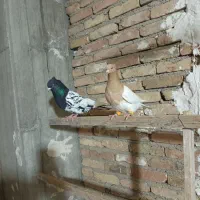 کفتر شهرستانی|پرنده|ری, شهید غیوری (ابن باویه)|دیوار