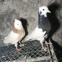 کبوتر|پرنده|آمل, |دیوار