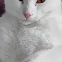 سرپرستی گربه پرشین ـ اسکاتیش