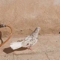 سرور دم سفید|پرنده|اسلام‌شهر, مطهری|دیوار