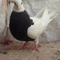 کبوتر طوقی زاغ