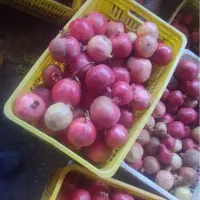 انار طارم|خوردنی و آشامیدنی|گیلوان, |دیوار