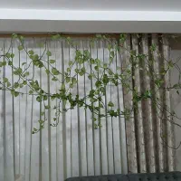 گل و گلدان پتوس