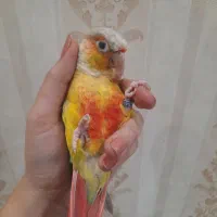 طوطی گرینچیک|پرنده|تربت‌حیدریه, شهید قرنی|دیوار