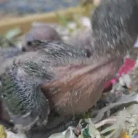 طوطی برزیلی با رنگ خاص سرلاکی|پرنده|ملارد, |دیوار