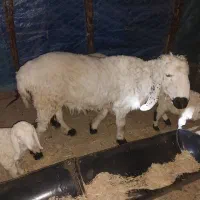 گوسفند|حیوانات مزرعه|زاهدان, |دیوار