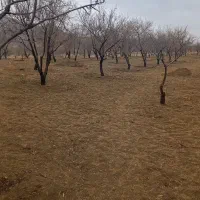 فروش باغ بادام گورچین قلعه|فروش دفتر صنعتی، کشاورزی، تجاری|ارومیه, |دیوار