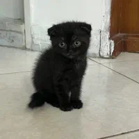 بچه گربه اسکاتیش|گربه|مشهد, شهرآرا|دیوار