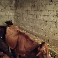 گاو با گوساله نر