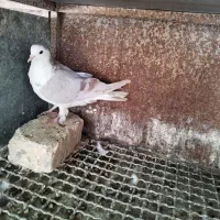 کبوتر دمگیر|پرنده|اصفهان, کارلادان|دیوار