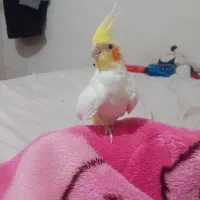 عروس هلندی|پرنده|تربتحیدریه, بالا ولایت|دیوار