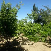 باغچه خیلی زیبا و بارده در روستای جمال آباد ارومیه|فروش دفتر صنعتی، کشاورزی، تجاری|انزل, |دیوار