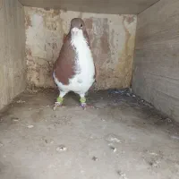 دمبی سیاه .خوشرنگ سرخ|پرنده|قزوین, |دیوار