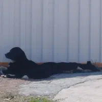 واگذاری توله سگ ماده|سگ|اهر, |دیوار