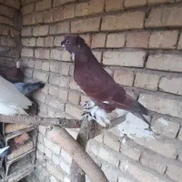 کبوتر راعبی|پرنده|اژیه, |دیوار