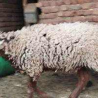 بره چاق|حیوانات مزرعه|بم, |دیوار