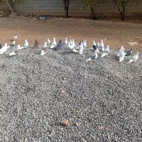 کبوتر خوب|پرنده|چگنی, |دیوار