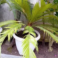 تعدادی گلدان سیکاس ۲۵ ساله