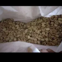 باقلا درجه یک گرگانی