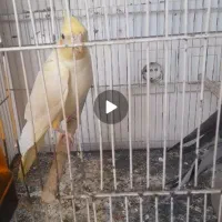 عروس هلندی معاوضه با جوجه عروس دستی