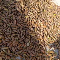 فروش بلوط، با پوست و بدون پوست|لوازم جانبی حیوانات|گچی, |دیوار