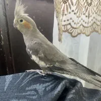 عروس هلندی طوسی ماده ب شدت بازیگوش و شیطون