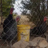 بوقلمون نر وماده