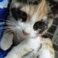 گربه واگذاری ،ببری