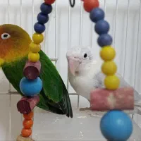 کوتوله برزیلی