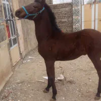 فروش اسب|اسب و تجهیزات اسبسواری|نهاوند, |دیوار