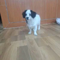 گمشده سگ نژاد اشپیتز|حیوانات|شهرضا, |دیوار