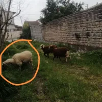 گوسفند 2قلو زا بچه هاشم همراهشن سند کنارش