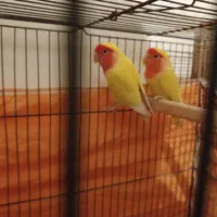 طوطی برزیلی صورت هلویی