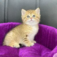 مجموعه گربه های اشرافی|گربه|تهران, پونک|دیوار