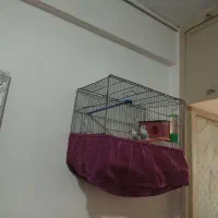 مرغ عشق باقفس وتجهیزات