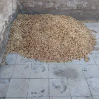 خرید پسته پوک و روابی|خدمات باغبانی و درختکاری|رفسنجان, |دیوار