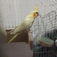 عروس هلندی ماده|پرنده|بندر ترکمن, |دیوار