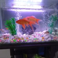 آکواریوم با لوازم وماهی