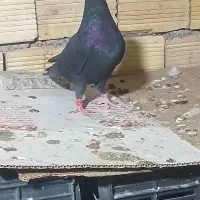 کبوتر شیخی سیاه آبادانی|پرنده|بندر ماهشهر, |دیوار