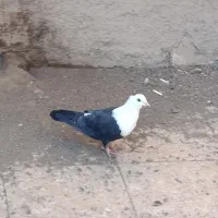 کله سفید ماده گرد|پرنده|سبزوار, همت|دیوار